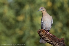 White-winged Dove