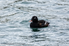 White-winged Scoter