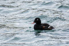 White-winged Scoter