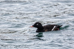 White-winged Scoter