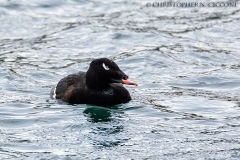 White-winged Scoter