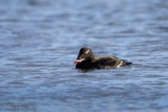 White-winged Scoter