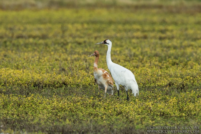 Whooping Crane