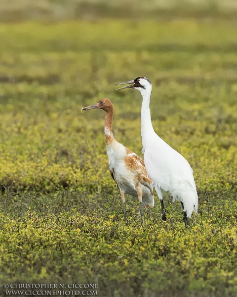 Whooping Crane