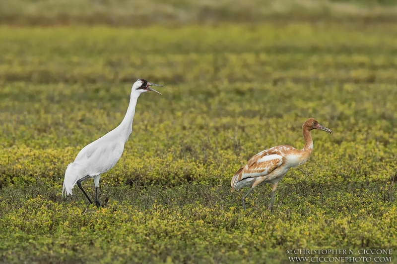 Whooping Crane