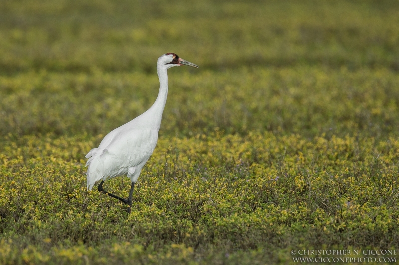 Whooping Crane