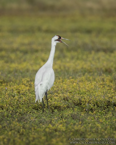 Whooping Crane