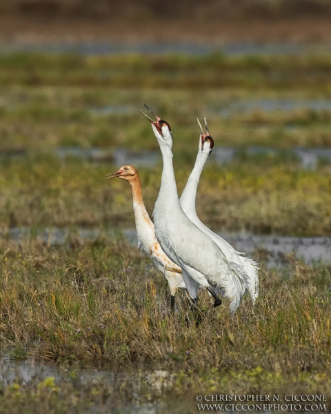 Whooping Crane