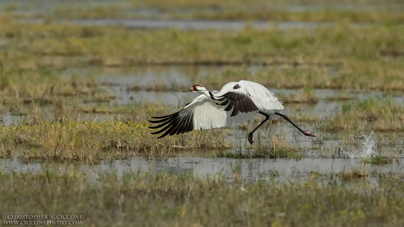 Whooping Crane