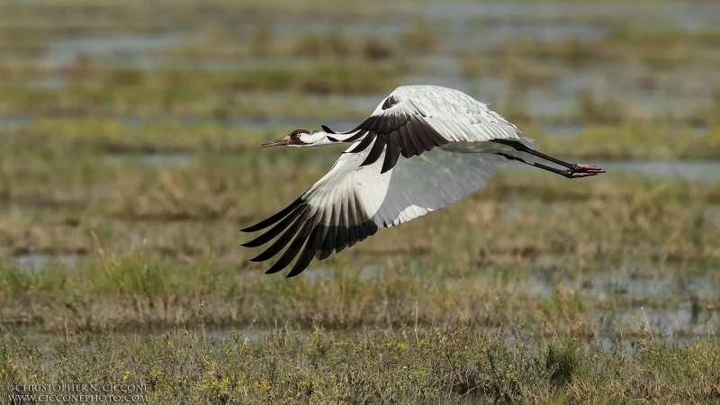 Whooping Crane