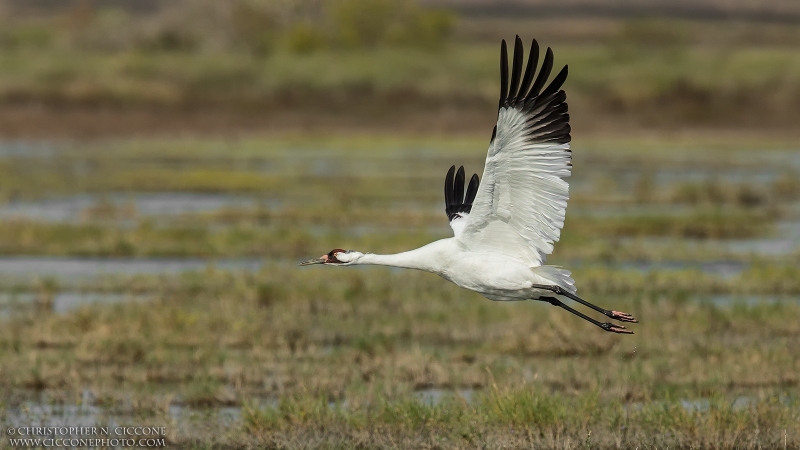 Whooping Crane