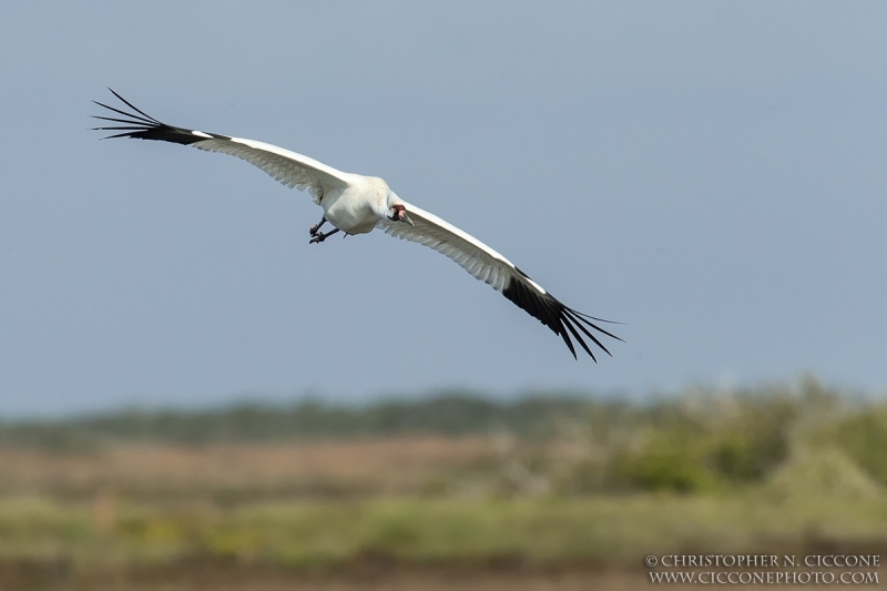 Whooping Crane