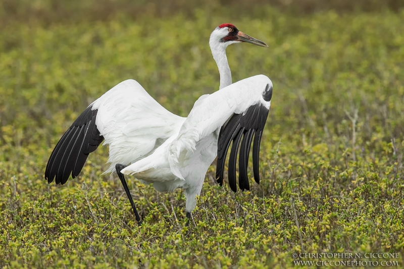 Whooping Crane