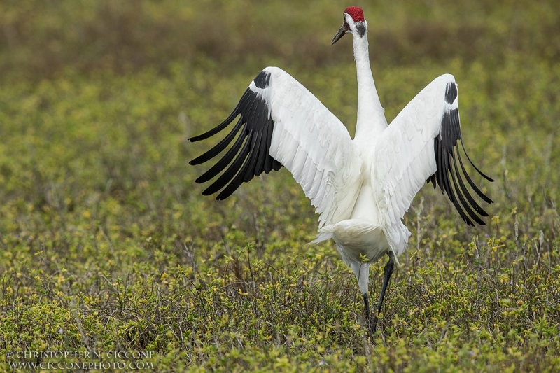 Whooping Crane