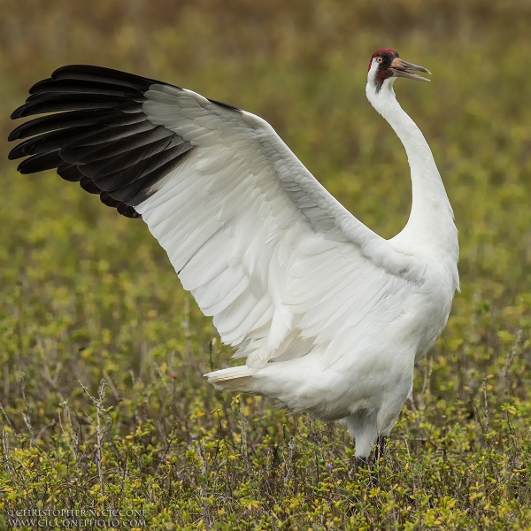 Whooping Crane