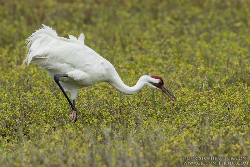 Whooping Crane