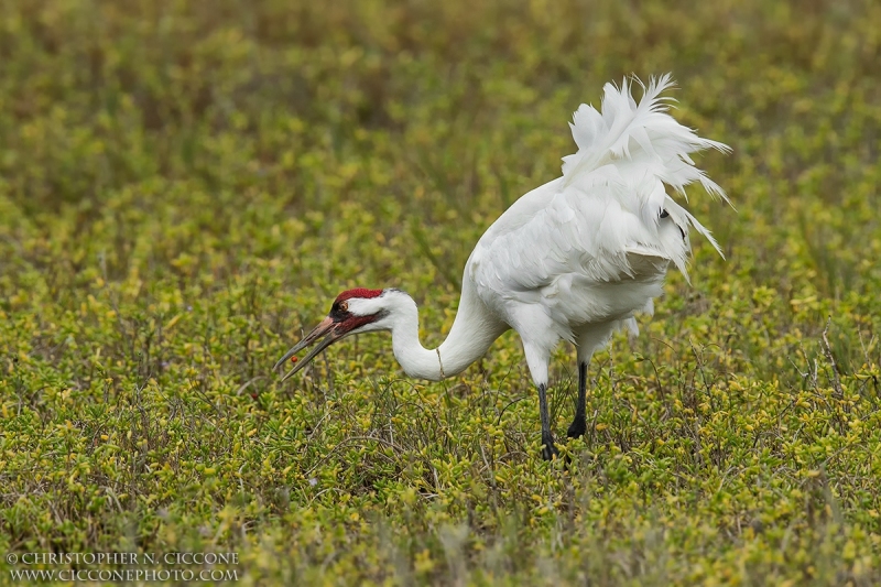 Whooping Crane