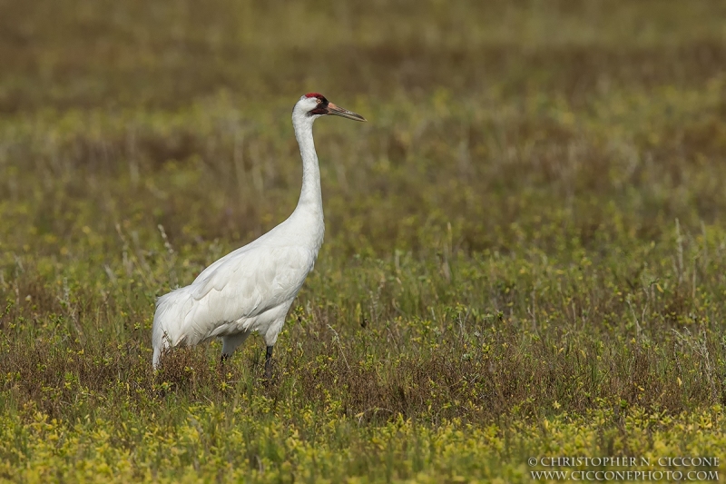 Whooping Crane