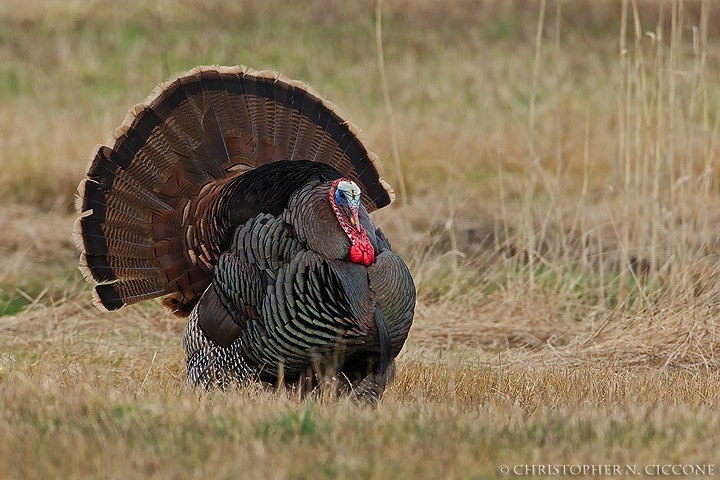 Wild Turkey