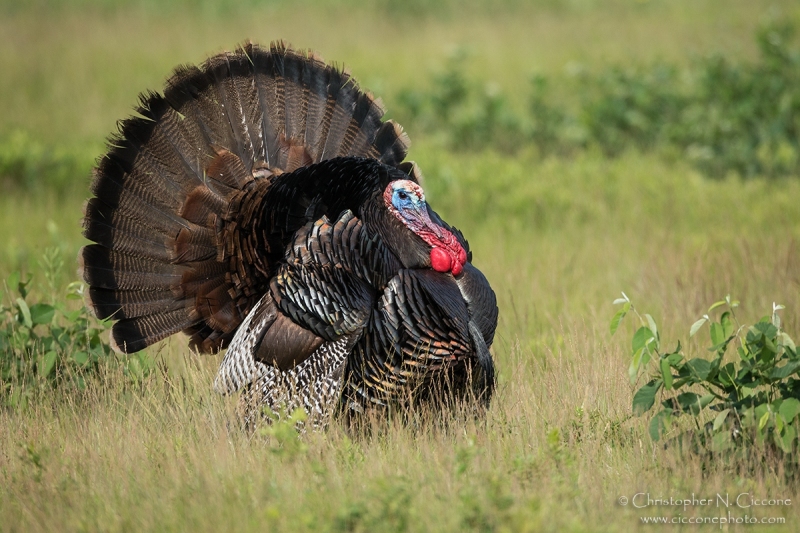 Wild Turkey