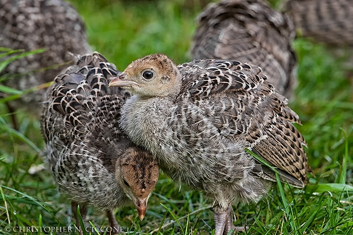 Wild Turkey