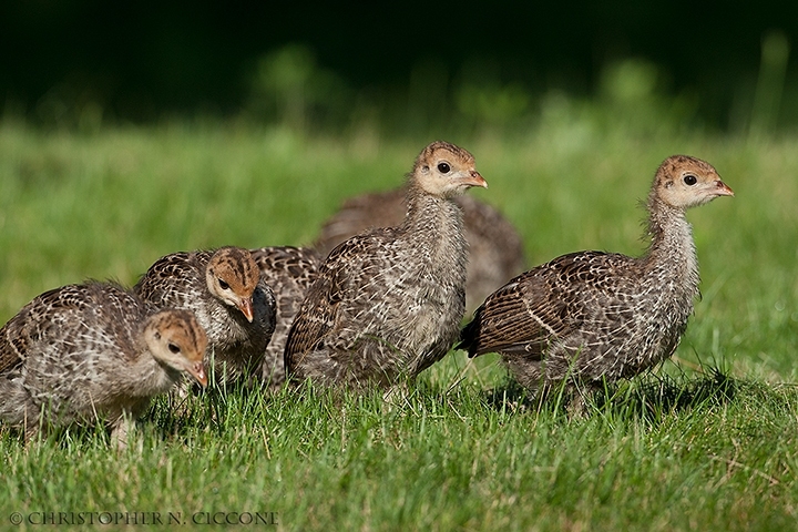 Wild Turkey