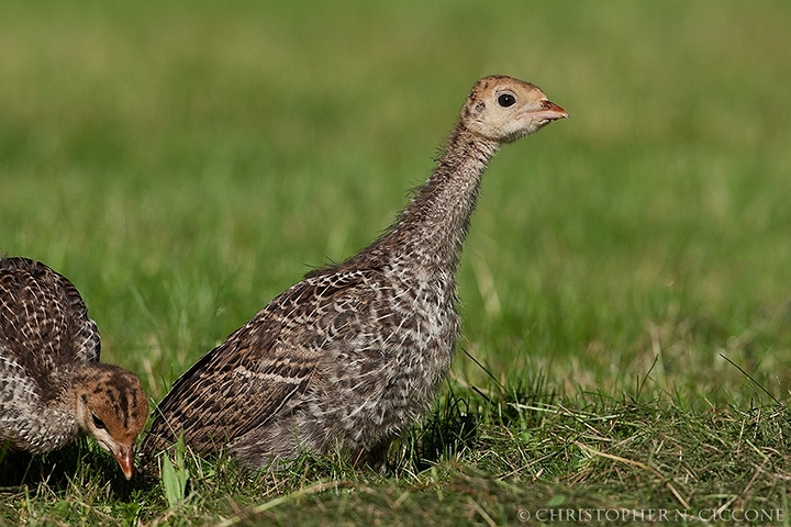 Wild Turkey