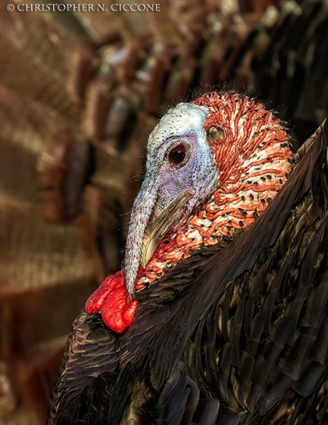 Wild Turkey