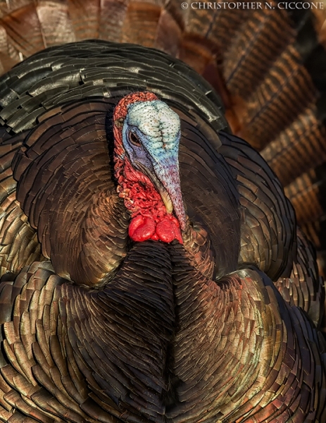 Wild Turkey