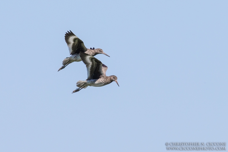 Willet