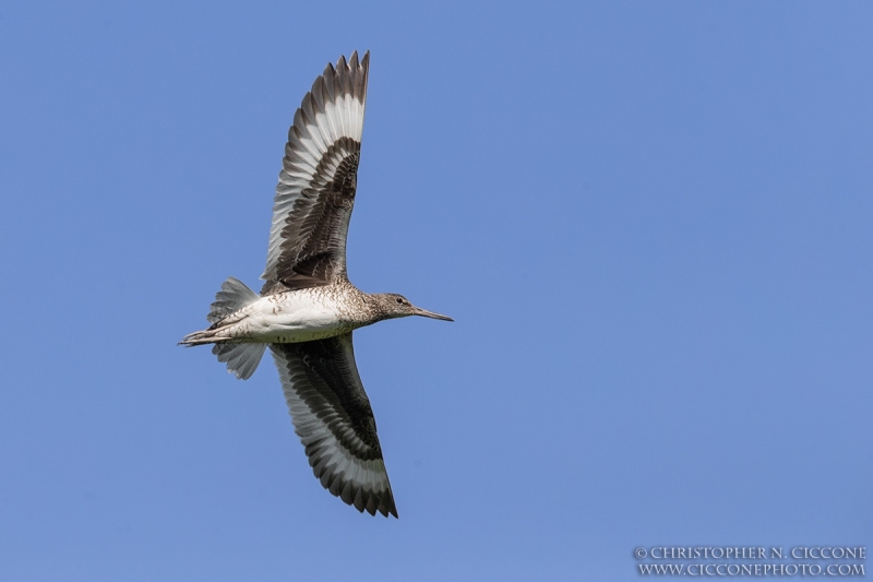 Willet