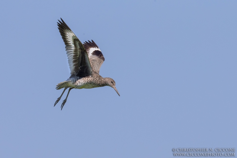 Willet