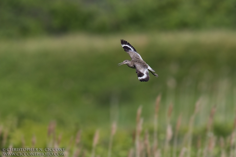 Willet