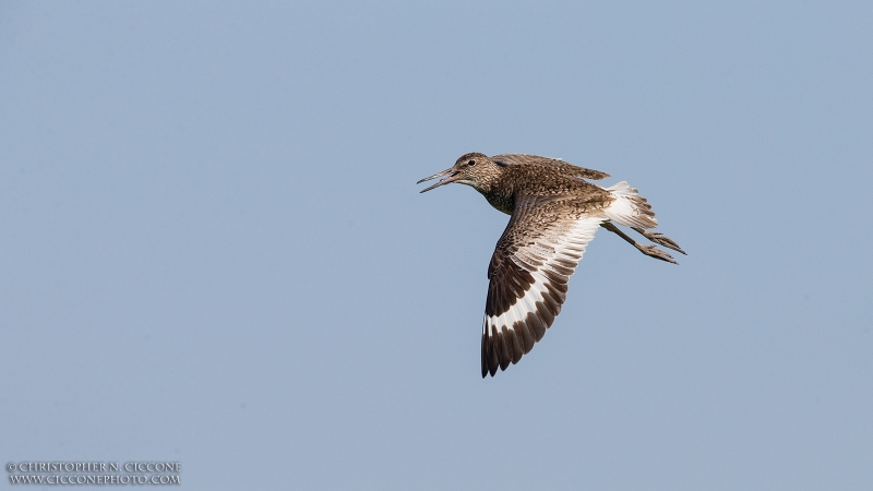 Willet