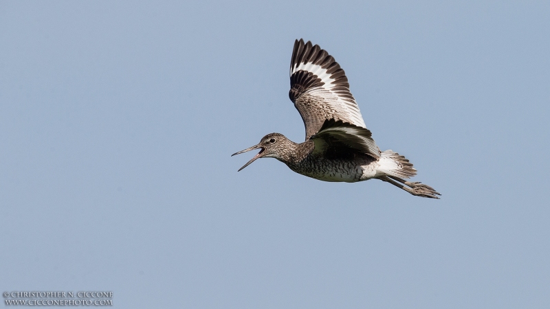 Willet