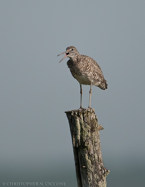 Willet