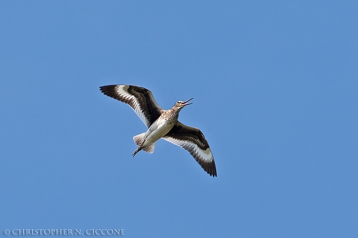 Willet