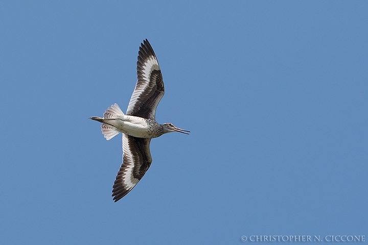 Willet