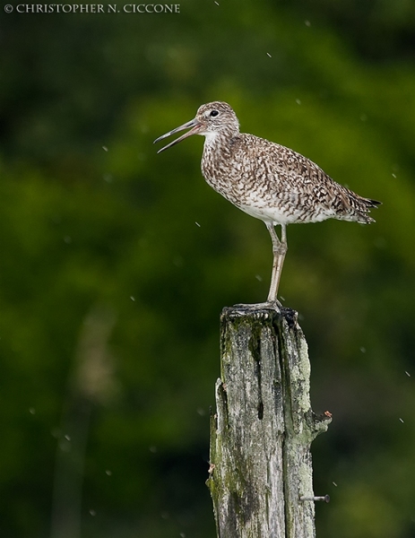 Willet