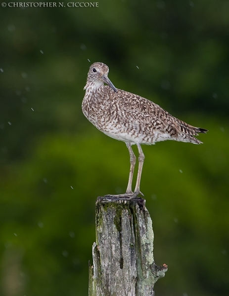 Willet