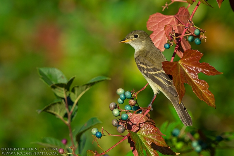 Willow Flycatcher