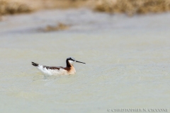 Wilson’s Phalarope