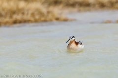 Wilson’s Phalarope