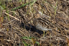 Wilson's Snipe