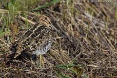 Wilson's Snipe