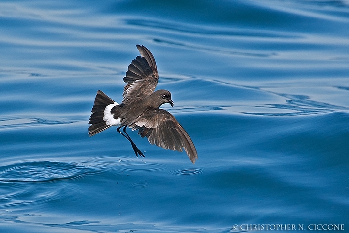 Wilson’s Storm-Petrel