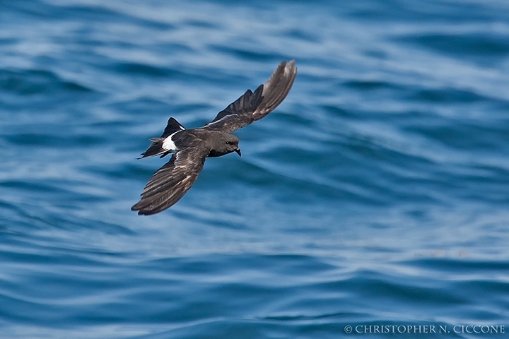 Wilson’s Storm-Petrel