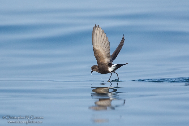 Wilson’s Storm-Petrel