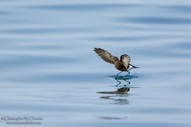 Wilson’s Storm-Petrel