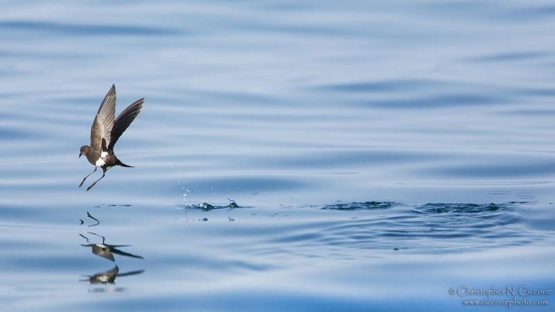 Wilson’s Storm-Petrel